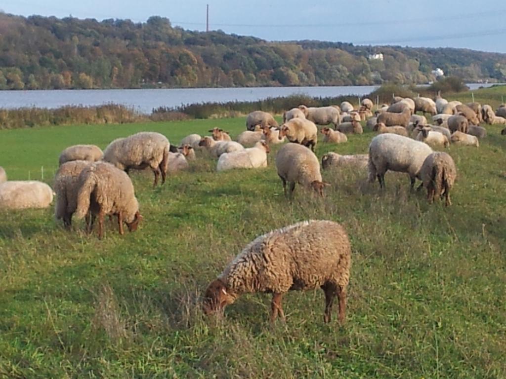 شقة Elbe-Ferien 2 Tespe الغرفة الصورة